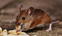 24 Hour & Emergency Exterminators in West Bradford, PA